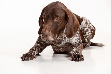 Image showing German Shorthaired Pointer - Kurzhaar puppy dog isolated on white background