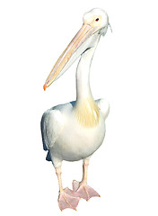 Image showing Pelican isolated