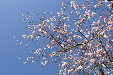 Image showing Tree in blossom