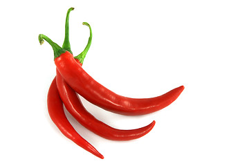 Image showing Red chili peppers 