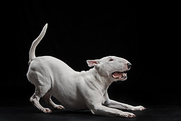 Image showing Bull Terrier type Dog on black background