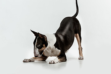 Image showing Bull Terrier type Dog on white background