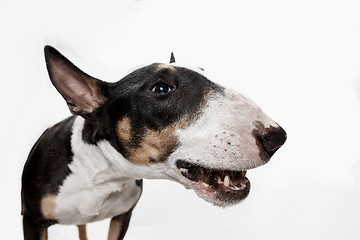 Image showing Bull Terrier type Dog on white background