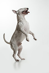 Image showing Bull Terrier type Dog on white background