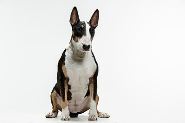 Image showing Bull Terrier type Dog on white background