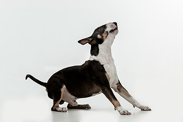 Image showing Bull Terrier type Dog on white background