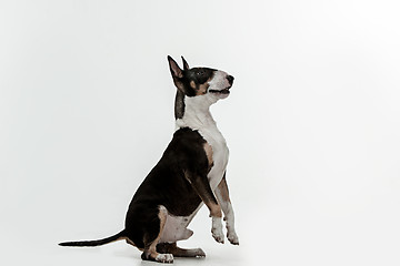 Image showing Bull Terrier type Dog on white background