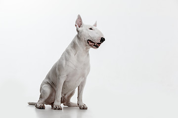 Image showing Bull Terrier type Dog on white background