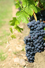 Image showing Black grapes detail