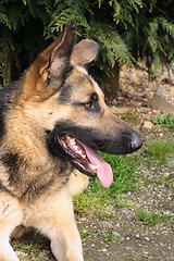 Image showing German shepherd