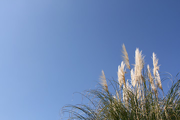 Image showing Pampas grass