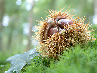 Image showing Chestnuts