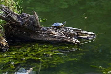 Image showing The turtle sits on a log in the middle of the lake