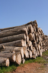 Image showing Timber pile