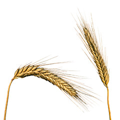 Image showing Wheat isolated on white