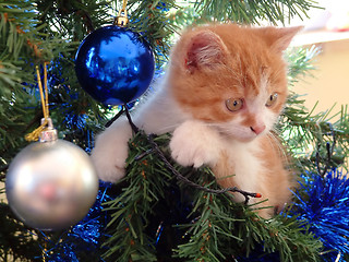 Image showing The christmas kitten