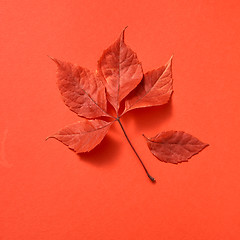 Image showing Autumn colored leaves on a coral background.