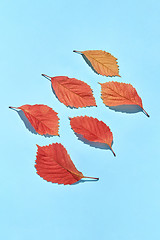 Image showing Creative autumn leaves pattern from red colored foliage.