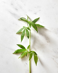 Image showing Sprig of organic cannabis leaves.