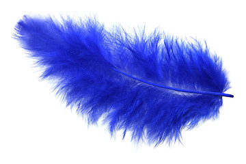 Image showing Blue feather
