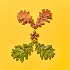 Image showing Autumn composition from dry and green oat leaves and acorns.