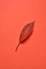 Image showing Red colored autumn leaf with soft shadows.