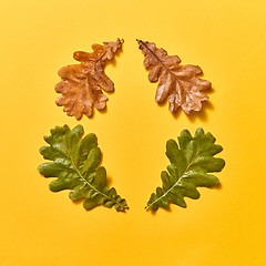 Image showing Creative frame from autumn oak leaves on an yellow.