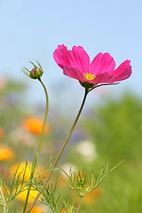 Image showing Magenta flower