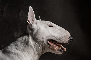 Image showing Bull Terrier type Dog on black background