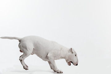 Image showing Bull Terrier type Dog on white background