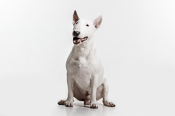 Image showing Bull Terrier type Dog on white background