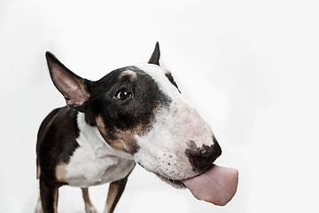 Image showing Bull Terrier type Dog on white background