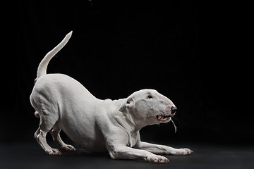 Image showing Bull Terrier type Dog on black background