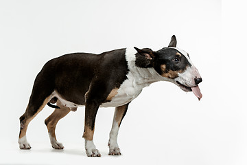 Image showing Bull Terrier type Dog on white background