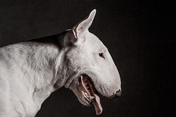 Image showing Bull Terrier type Dog on black background