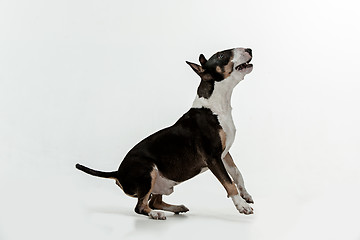 Image showing Bull Terrier type Dog on white background