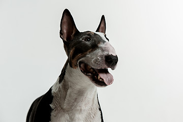 Image showing Bull Terrier type Dog on white background