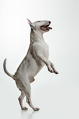 Image showing Bull Terrier type Dog on white background