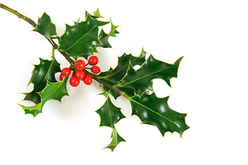 Image showing Holly