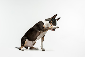 Image showing Bull Terrier type Dog on white background