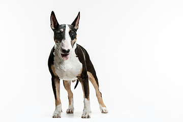 Image showing Bull Terrier type Dog on white background