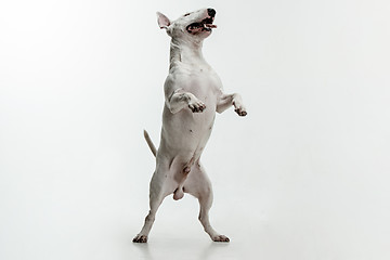 Image showing Bull Terrier type Dog on white background