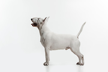 Image showing Bull Terrier type Dog on white background