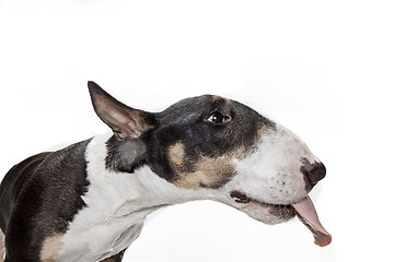 Image showing Bull Terrier type Dog on white background