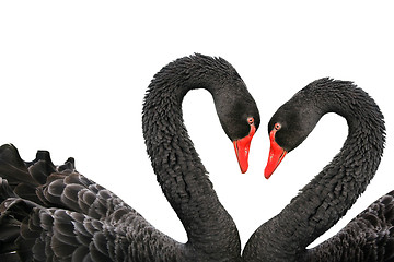 Image showing Black swans