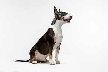 Image showing Bull Terrier type Dog on white background