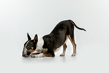 Image showing Bull Terrier type Dog on white background