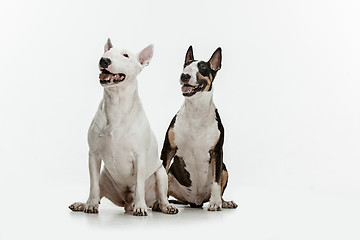 Image showing Bull Terrier type Dog on white background