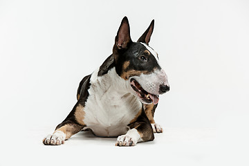 Image showing Bull Terrier type Dog on white background