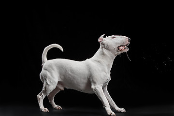 Image showing Bull Terrier type Dog on black background